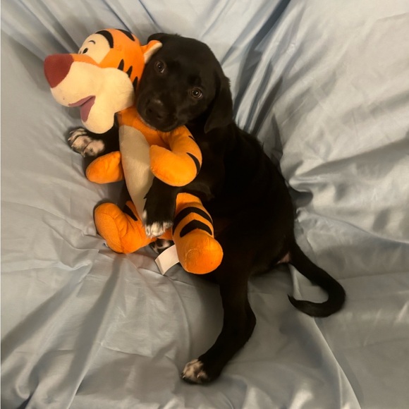 Meet your Posher, Alysa - Picture 5 of 12